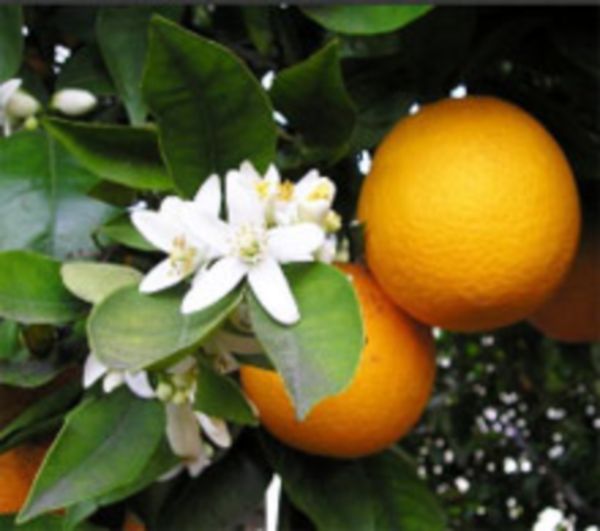 Апельсин в домашних условиях. Как вырастить апельсин дома