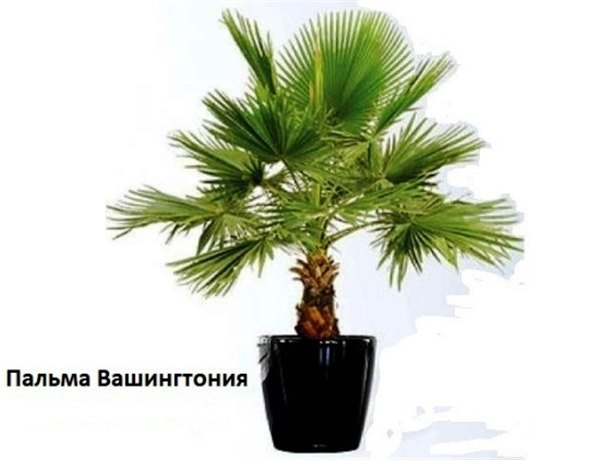 Домашняя пальма: уход и условия содержания. Виды домашних пальм (фото), лучшее место для размещения