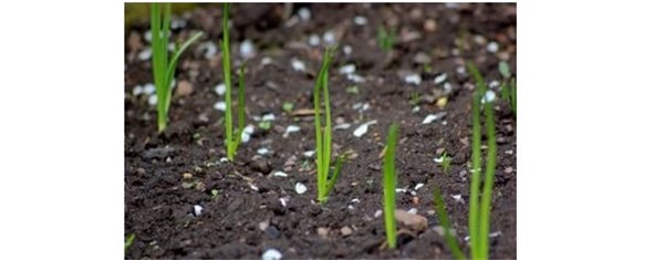 Как правильно вырастить рассаду лука: сроки посева в разных регионах, выбор сорта. Уход за рассадой лука от всходов до высадки в грунт