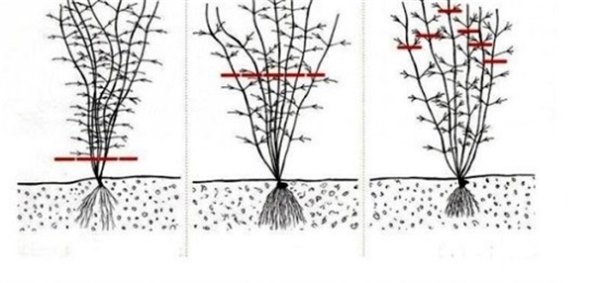 Клематис осенью: посадка и уход, как подготовить цветок к зимовке. Особенности осенней посадки клематиса (фото)