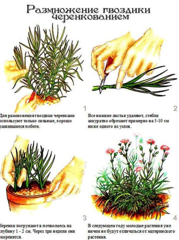 Многолетняя гвоздика – незаменимое растение в саду: сорта и виды (фото). Посадка, выращивание и уход за гвоздикой садовой