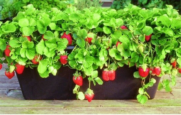 Выращивание клубники на балконе – технология получения хороших урожаев