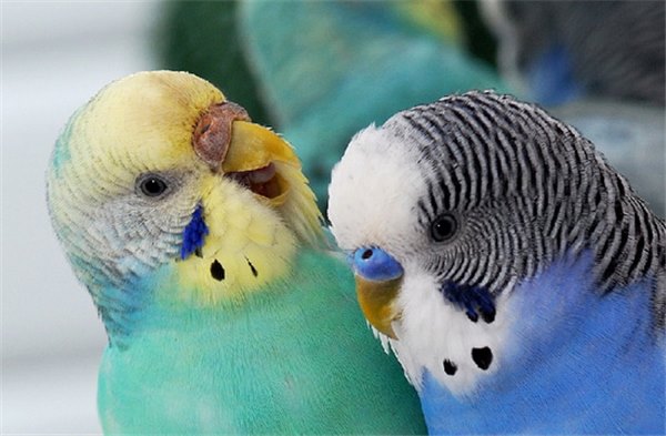 Волнистые попугаи: правильный уход за крылатыми питомцами. Содержание, кормление, болезни волнистых попугайчиков
