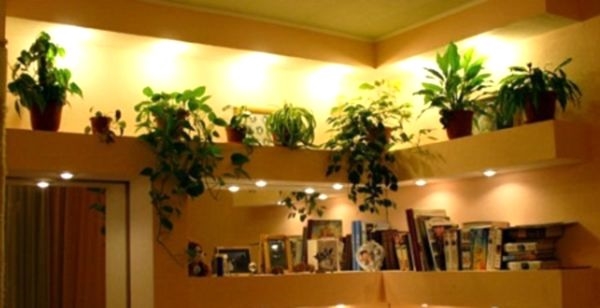 Ампельные растения в интерьере квартиры: поднимаемся вверх!