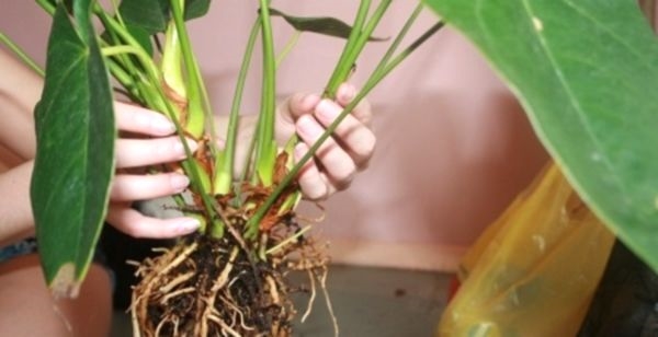 Антуриум - выращивание и уход в домашних условиях