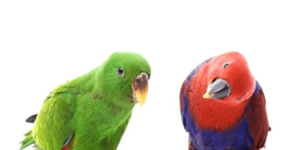 Говорящие попугаи: породы и их способности