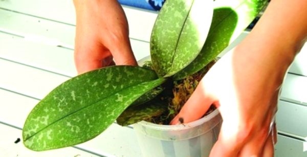 Грунт для орхидей: готовим растение к пересадке