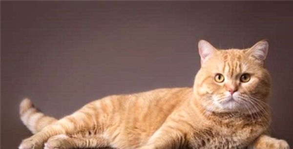 Как отличить кота от кошки: половые, физиологические и другие особенности