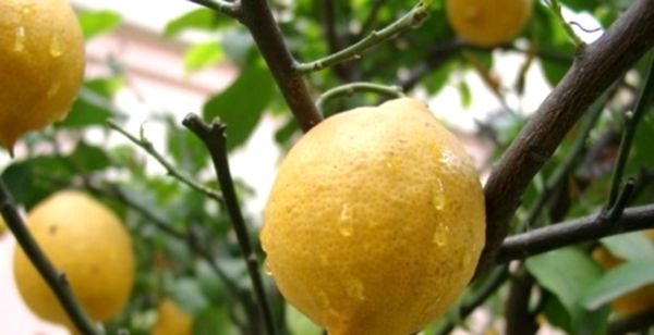 Как ухаживать за лимоном комнатным: все тонкости содержания
