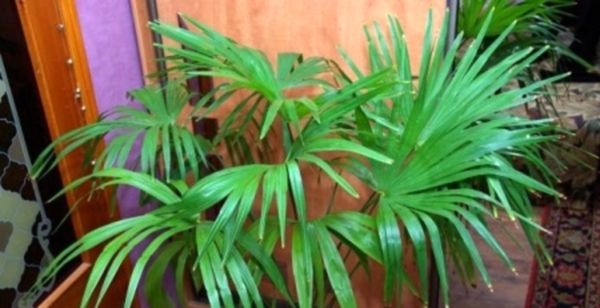 Комнатная пальма - кусочек тропического леса в кадке