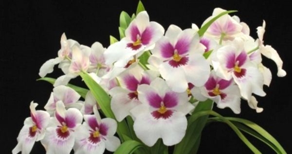 Орхидея Мильтония в вашем доме