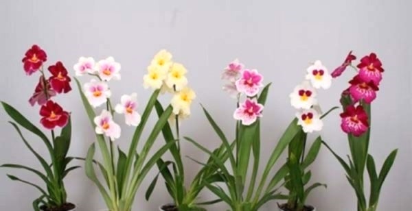 Орхидея Мильтония в вашем доме