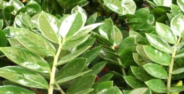 Почему у растения замиокулькас желтеют листья?