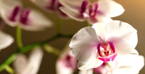 Раскрываем секрет, почему у орхидеи опадают цветы и вянут бутоны