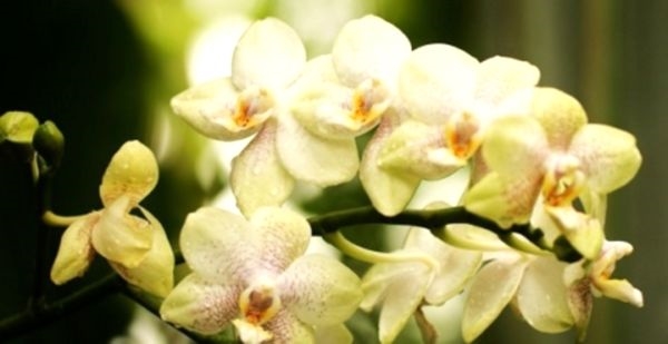 Раскрываем секрет, почему у орхидеи опадают цветы и вянут бутоны