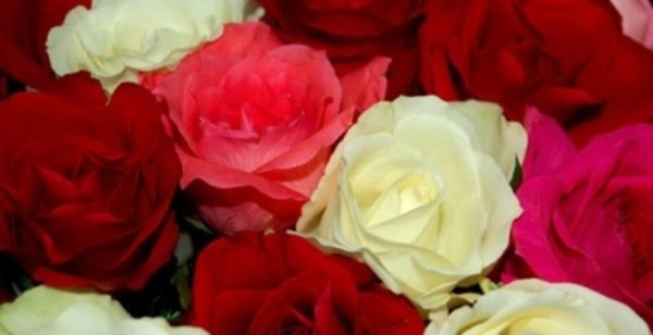 Сорта комнатных роз - выбираем букет под настроение