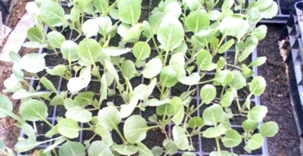 Способы выращивания цветной капусты