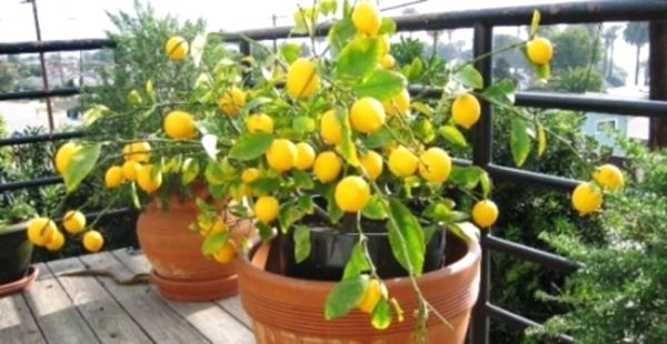 Тропики на вашем окне: как вырастить лимон в домашних условиях