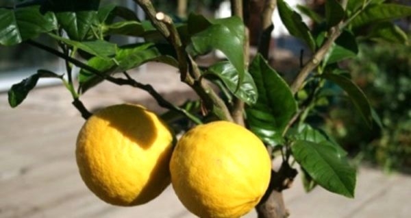 Уход за лимоном в домашних условиях