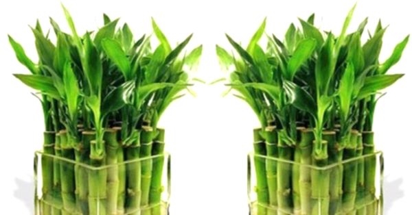 Выращивание и уход - бамбук счастья