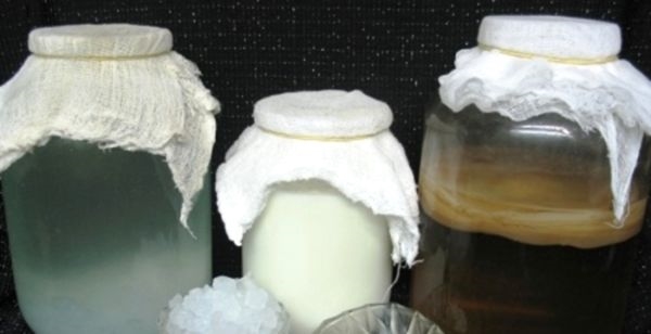 Все о молочном грибе: как хранить и применять его