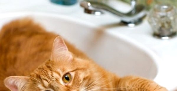 Запах кошки: как с этим бороться