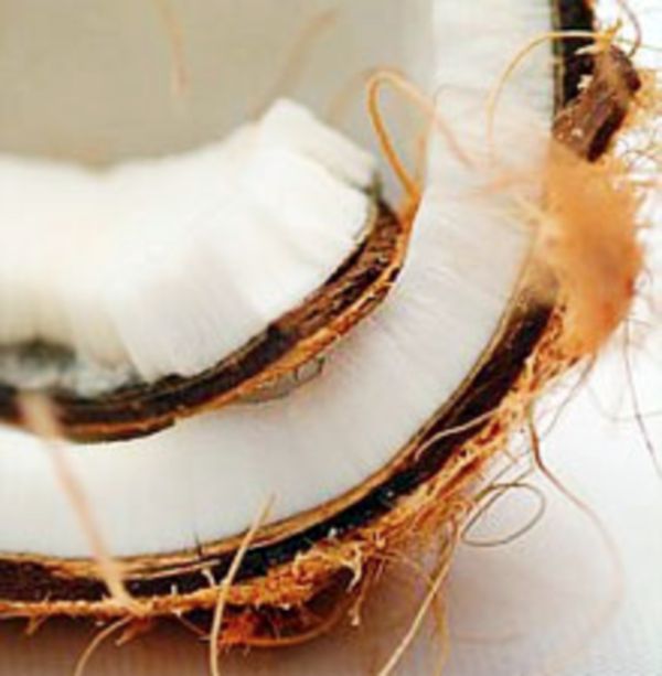 Кокос. Полезные свойства ореха кокос. Применение и лечение кокосом