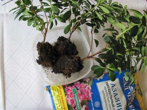 Азалия: уход и выращивание домашней красавицы. Как правильно выращивать азалию в домашних условиях, чтобы она цвела