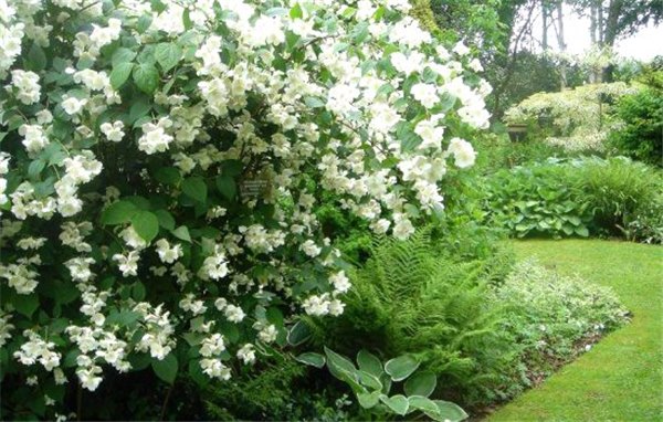 Чубушник – необычный кустарник для сада, ложный жасмин