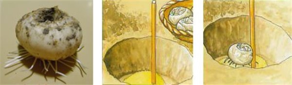 Цветок рябчик: осенняя посадка. Как посадить рябчик осенью: подготовка места и почвы, выбор посадочного материала