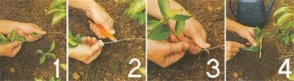 Древовидная лиана или глициния: посадка и уход в открытом грунте. Как размножать глицинию, выращивать глицинию из семян