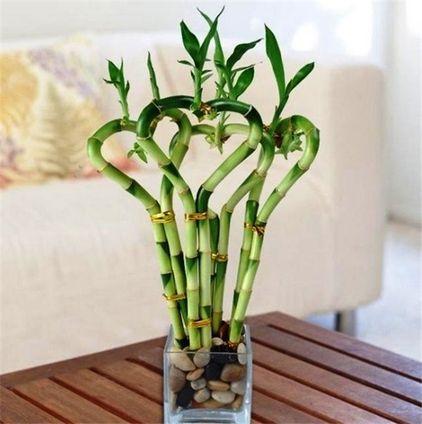 Экзотика в горшке: выращивание бамбука в домашних условиях. Как посадить бамбук и ухаживать за ним (фото)