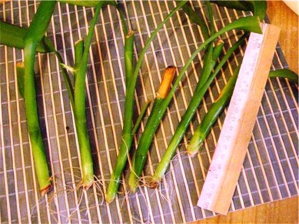 Экзотика в горшке: выращивание бамбука в домашних условиях. Как посадить бамбук и ухаживать за ним (фото)