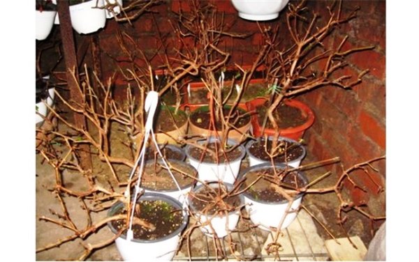 Экзотика в саду: посадка и выращивание бругмансии. Все об уходе и размножении бругмансии семенами и черенками с фото