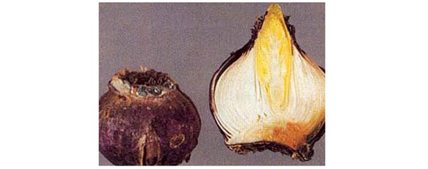 Гиацинт: какой уход нужен после цветения. Луковицы гиацинта после цветения – уход и содержание