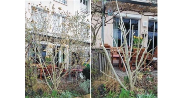 Гибискус садовый: правильная посадка и грамотный уход, фото. Почему гибискус - цветок смерти, приносит ли он несчастье?