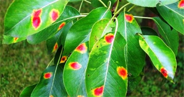 Груша: все болезни листьев и способы их лечения. Чем обрабатывать грушу от болезней: химией или натуральными средствами