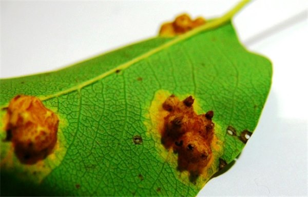 Груша: все болезни листьев и способы их лечения. Чем обрабатывать грушу от болезней: химией или натуральными средствами