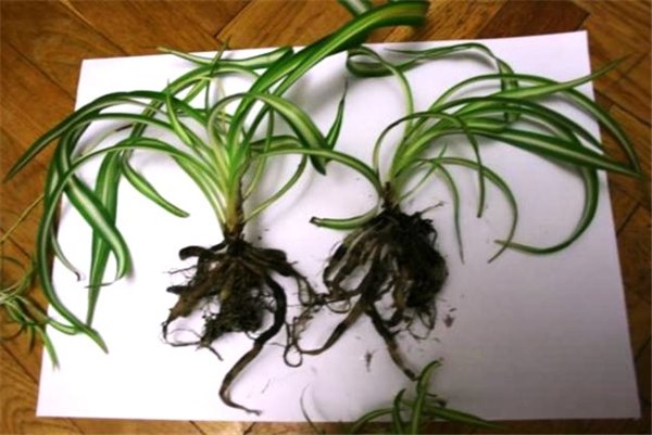 Хлорофитум в доме: как посадить и вырастить цветок – комнатный сорняк. Все о пользе хлорофитума (фото)