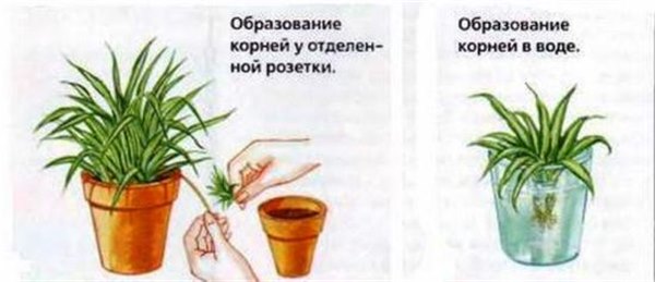 Хлорофитум в доме: как посадить и вырастить цветок – комнатный сорняк. Все о пользе хлорофитума (фото)