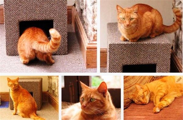 Идея: как сделать домик для кошки своими руками. Пошаговая инструкция с иллюстрациями: делаем домики для кошек сами