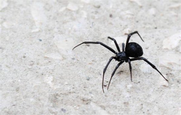 К чему снится чёрный паук или множество маленьких чёрных паучков