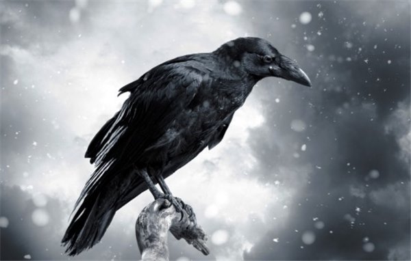 К чему снится чёрный ворон и нужно ли этого бояться