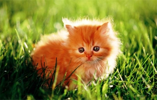К чему снится рыжий котенок: самые точные толкования известных сонников