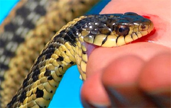 К чему снится укус змеи, если змея укусила во сне вас или кого-то другого? Основные толкования, к чему снится укус змеи