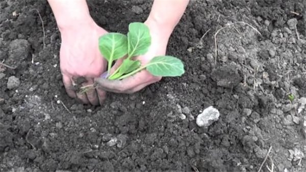 Как получить хороший урожай цветной капусты: рассада, почва, подкормки. Тонкости выращивания цветной капусты в открытом грунте