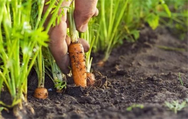 Как посадить морковь: выбор семян, сроки посадки, подготовка грядок