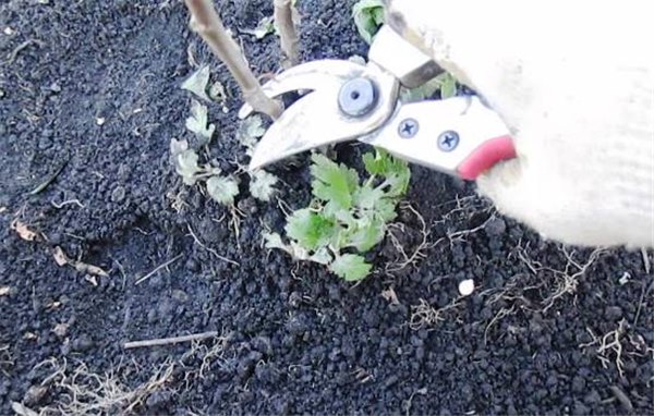 Как посадить садовую хризантему осенью правильно? Выбор саженца хризантем для осенней посадки (фото)