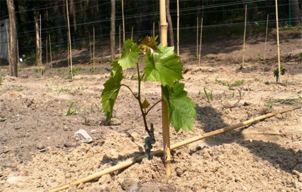 Как правильно подготовить и посадить виноград осенью