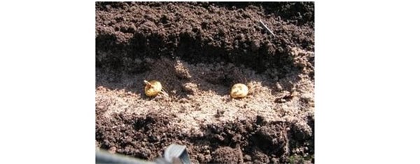 Как правильно посадить гладиолусы в открытый грунт. Подготовка и выбор клубнелуковиц гладиолусов для посадки в открытый грунт